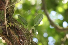 Sirhookera latifolia